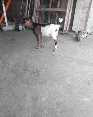 capretto tibetano
