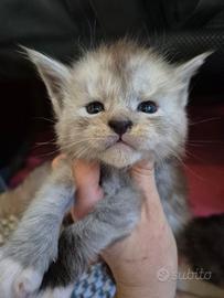 Cuccioli Maine Coon