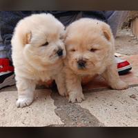 Cucciole Chow-Chow