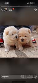 Cucciole Chow-Chow