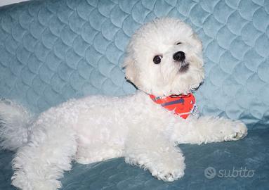 Cagniolino, cucciolo Bichon a poil frisè  bianco 