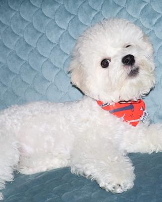 Cagniolino, cucciolo Bichon a poil frisè  bianco 
