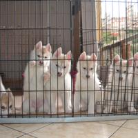 Cuccioli di Siberian Husky