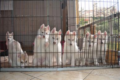 Cuccioli di Siberian Husky