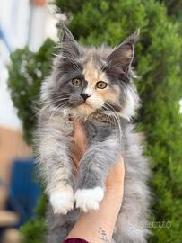 Maine Coon