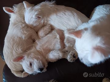 West highland white terrier con pedigree enci