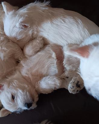 West highland white terrier con pedigree enci