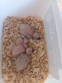 Conuro del sole pulletti