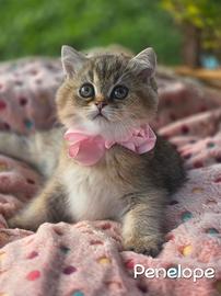 Cuccioli British Golden e Silver