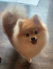 Spitz di pomerania