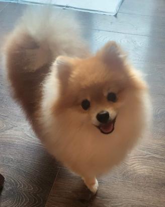 Spitz di pomerania