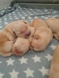 Cuccioli Golden Retriever