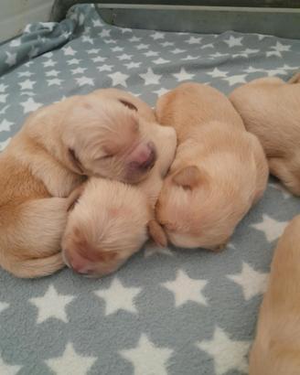 Cuccioli Golden Retriever