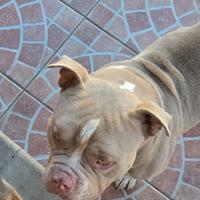 Cucciolo american bully