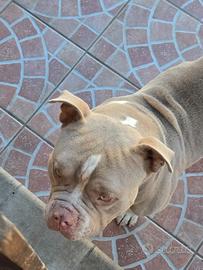Cucciolo american bully