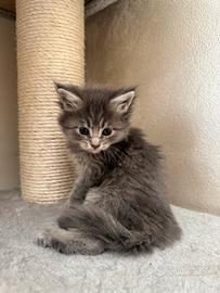 Maine coon femmina