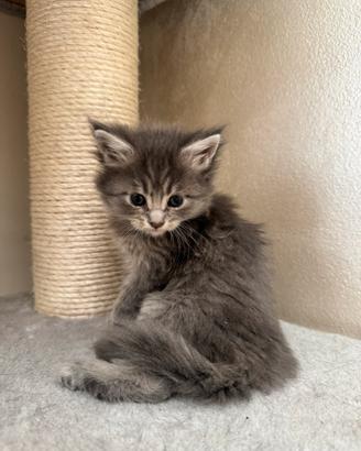 Maine coon femmina