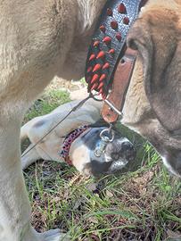Femmina di kangal 4 anni e cucciolo 10 mesi