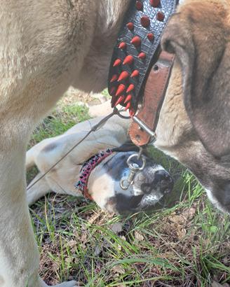 Femmina di kangal 4 anni e cucciolo 10 mesi