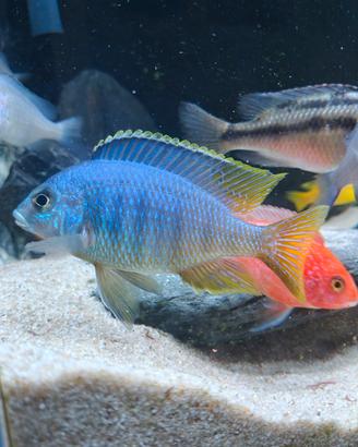 ciclidi africani 
