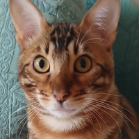 Gatto del bengala di un anno