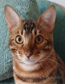 Gatto del bengala di un anno