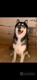 Alaska malamute