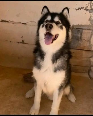 Alaska malamute