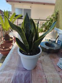 pianta grassa sanseveria