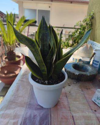 pianta grassa sanseveria