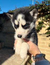 Cuccioli siberian husky