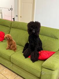 Cuccioli di barboncino toy