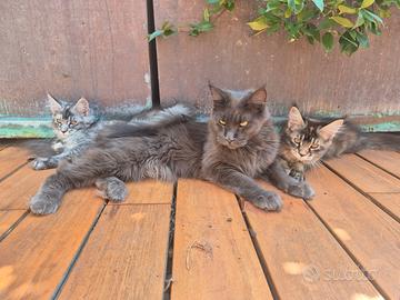 Cucciole di Maine coon