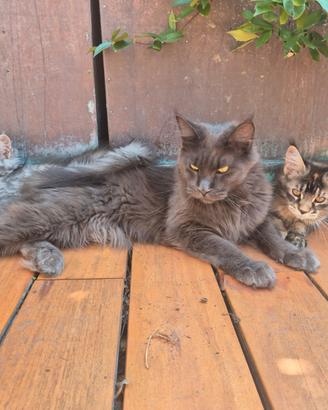 Cucciole di Maine coon
