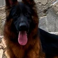 Stallone Pastore Tedesco con Pedigree