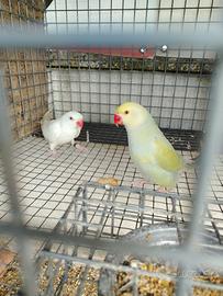 Coppie parrocchetti dal collare