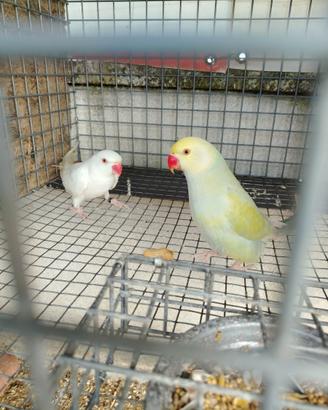 Coppie parrocchetti dal collare