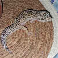 Coppia Geco leopardino