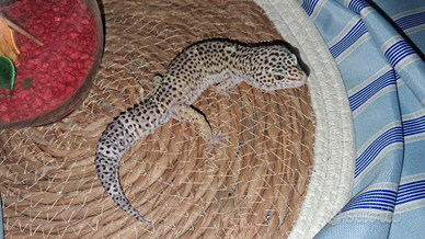Coppia Geco leopardino