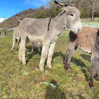Asino maschio intero