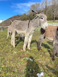 Asino maschio intero