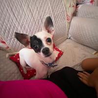 Chihuahua pelo corto per accoppiamento