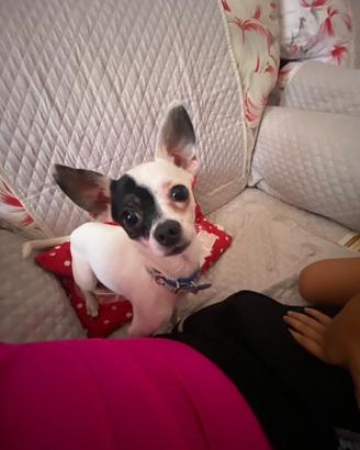Chihuahua pelo corto per accoppiamento