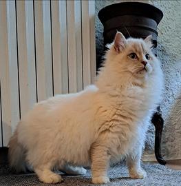 Ragdoll con pedigree per accoppiamento