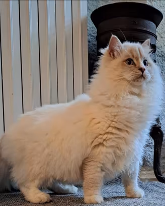 Ragdoll con pedigree per accoppiamento