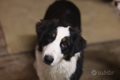 Cucciolo di pastore australiano