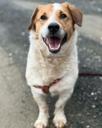 SISSY, dolcissima timidona ZAMPACORTA