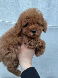 Barbabincini toy e mini toy