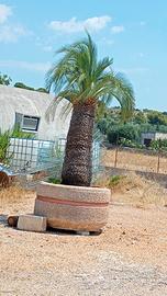 Macrozamia moorei
