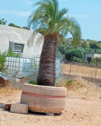 Macrozamia moorei
